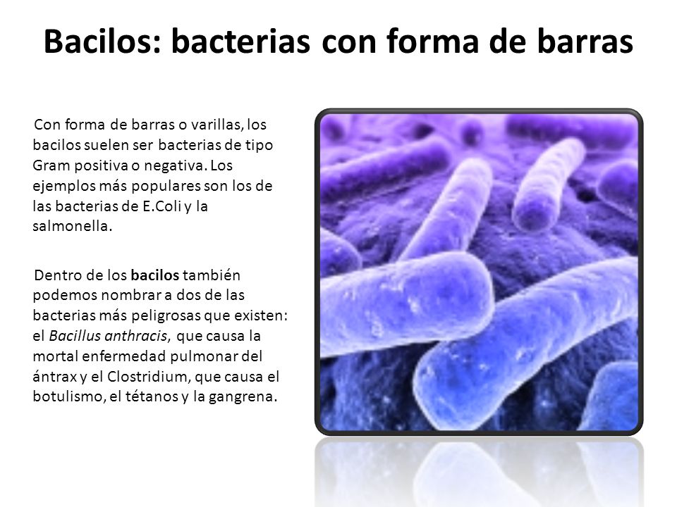 nombrar 2 tipos de bacterias